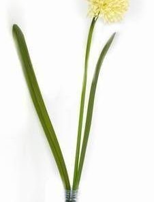 Floarea norocului pentru femei - 57 cm