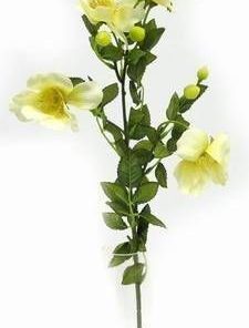 Bujorul armoniei in familie