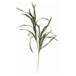 Crenguta de Yucca - 92 cm