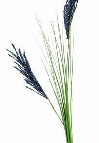 Valurile Fericirii - 68 cm