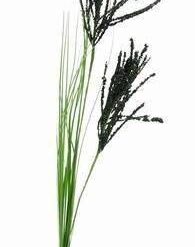 Buchet de 5 trandanfiri albi - remediu Feng Shui