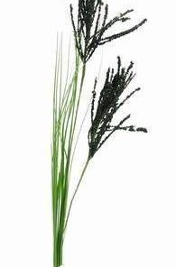 Valurile Fericirii - 68 cm