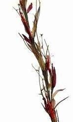 Buchet de 5 trandanfiri albi - remediu Feng Shui