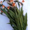 Floarea nobletii - Strelitia - 85 cm - 11 fire