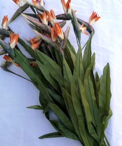 Floarea nobletii - Strelitia - 85 cm - 11 fire
