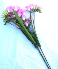 Valurile Fericirii - 68 cm