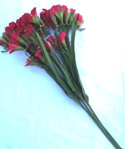 Valurile Fericirii - 68 cm
